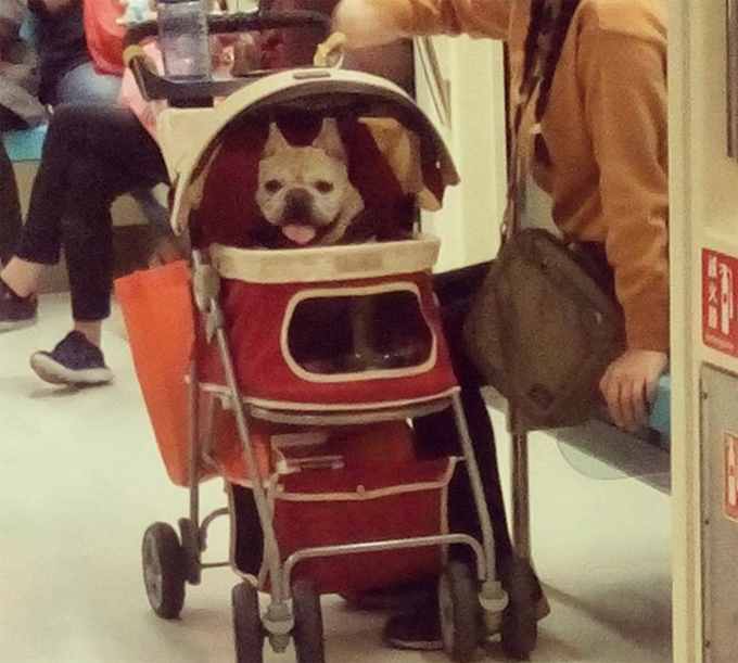 Rollin in the stroller. 