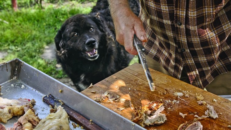 Dog Chef