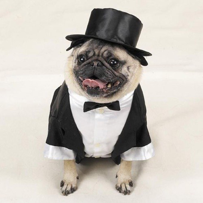 Pug Goes Formal