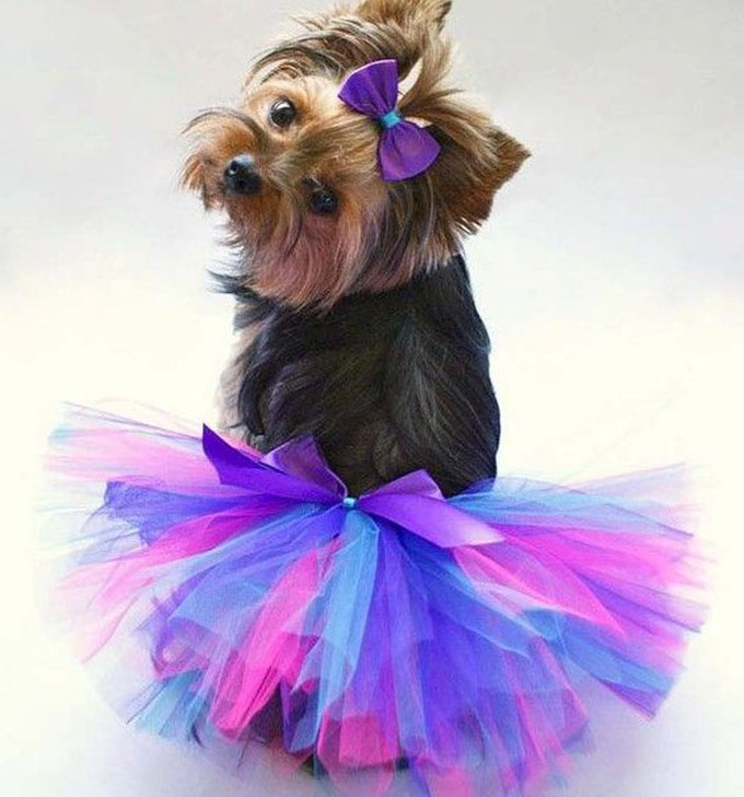 Colorful Yorkie