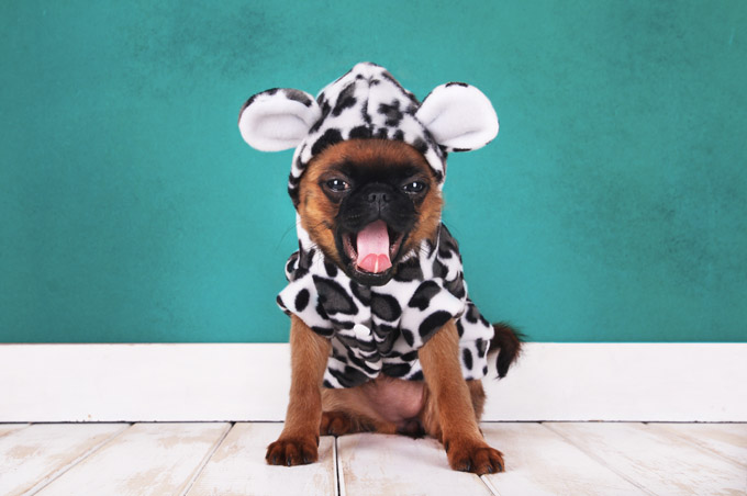 Puppy Cow