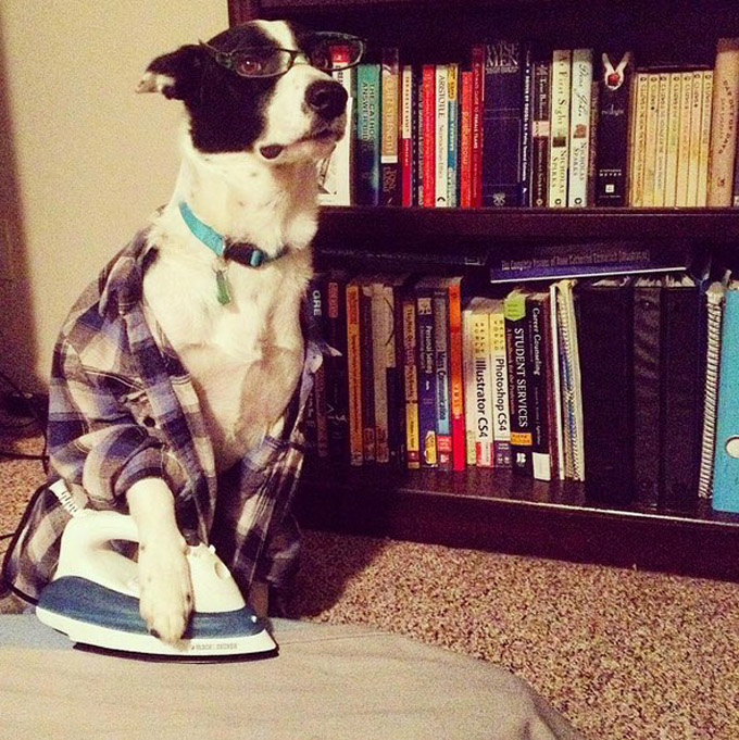 Dog Doing Laundry