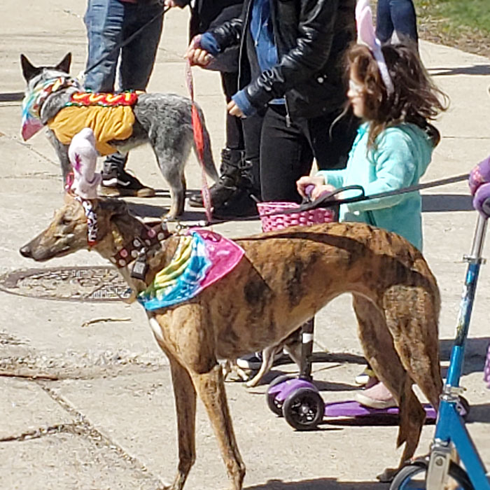 Horner Park Easter Dog Parade Pictures