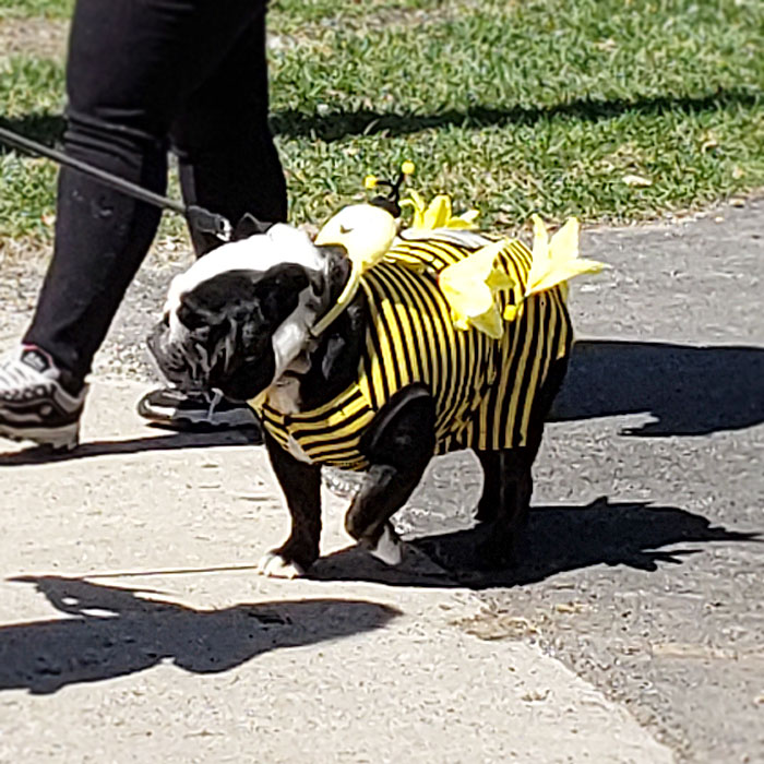 Horner Park Easter Dog Parade Pictures