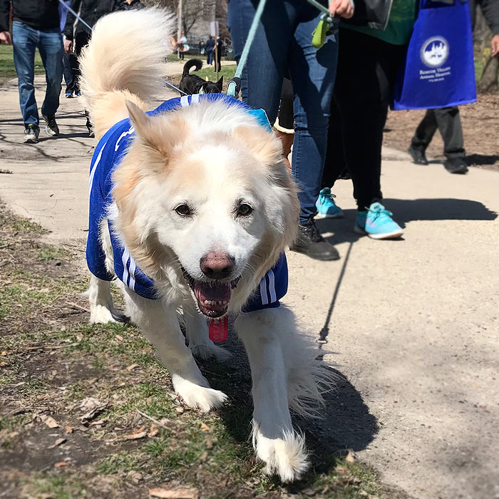 Horner Park Easter Dog Parade Pictures