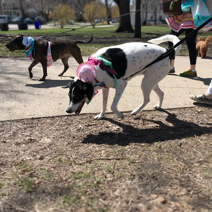 Horner Park Easter Dog Parade Pictures