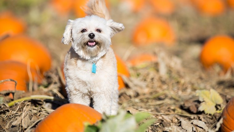 Go Pumpkin Picking