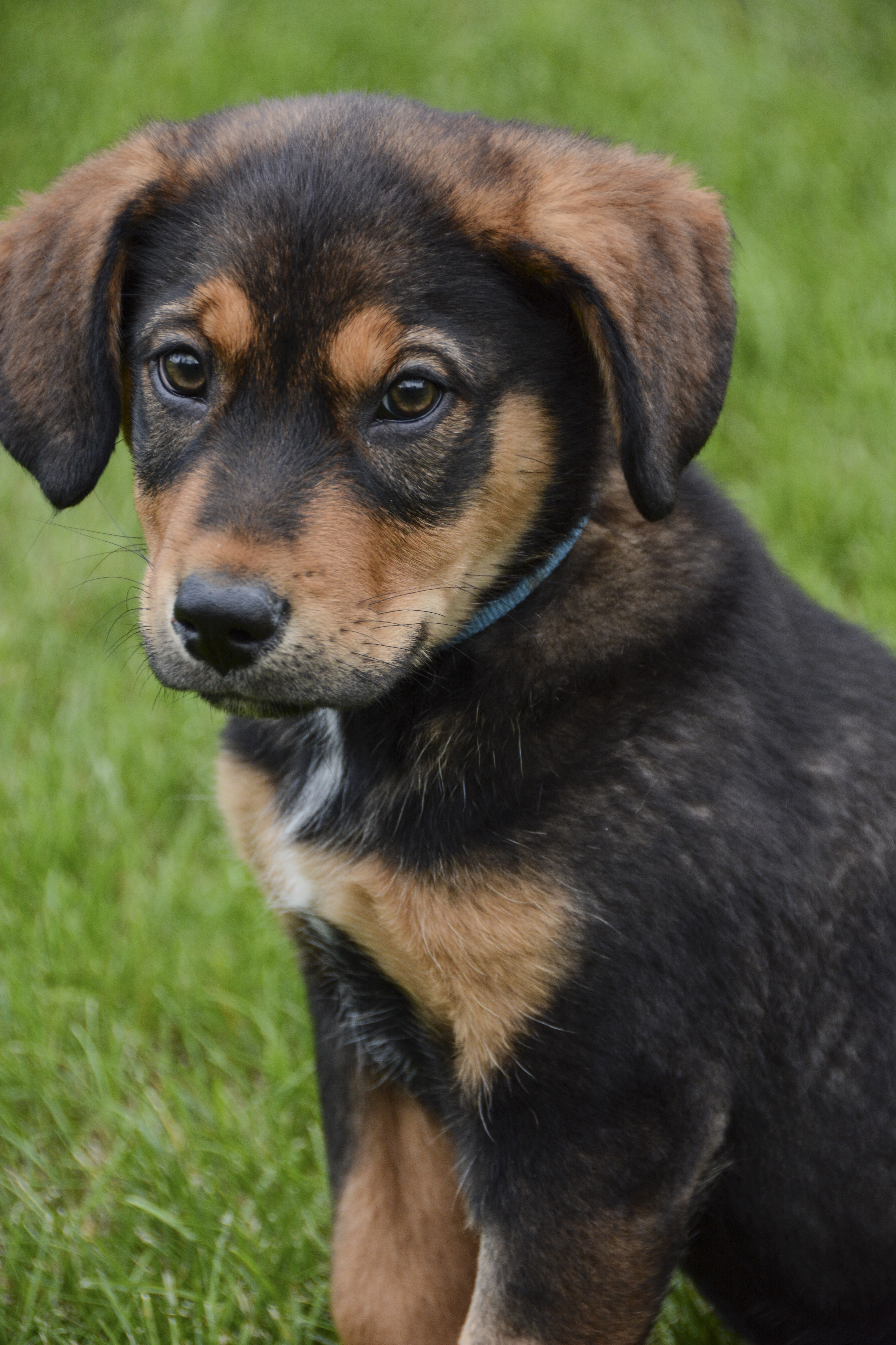 German Shepherd Rottweiler Mixed Dog Breed Pictures