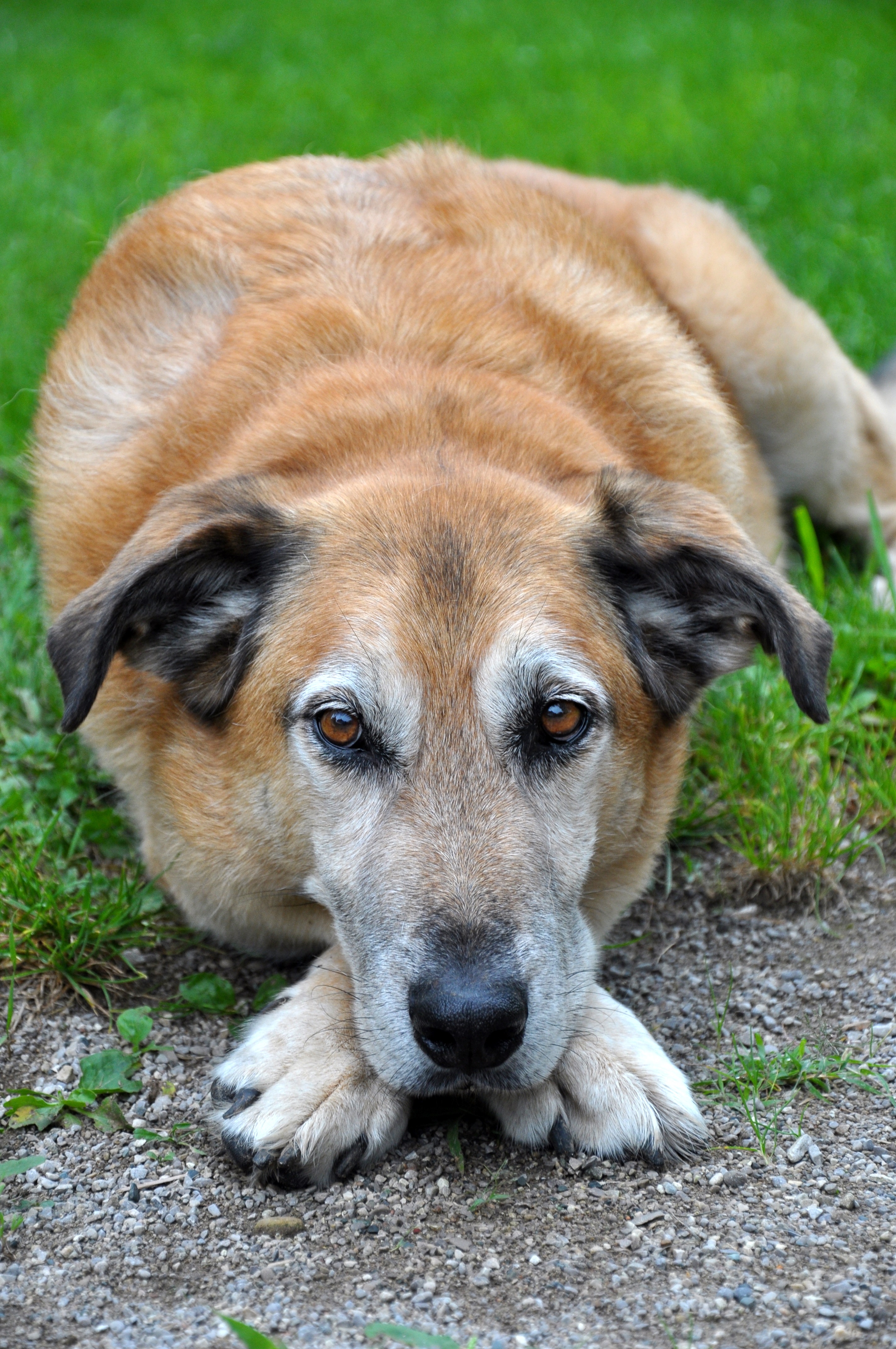 German Sheprador Mixed Dog Breed Pictures