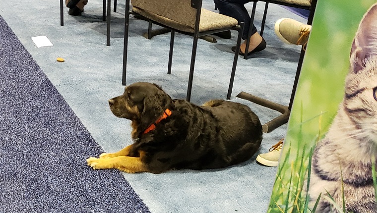 Global Pet Expo 2019