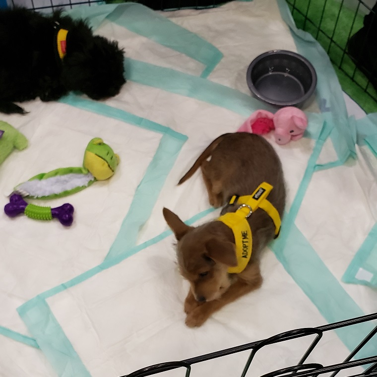 Global Pet Expo 2019