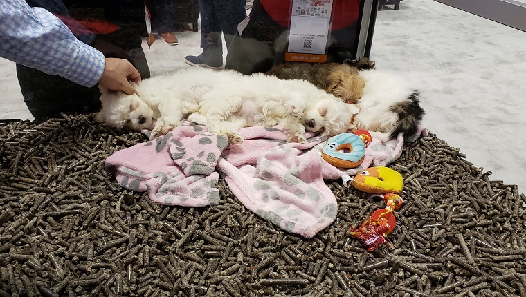 Global Pet Expo 2019