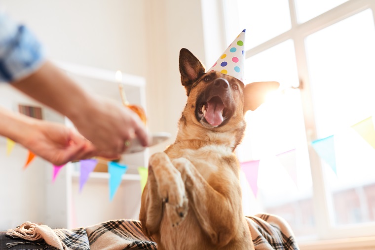 Another year, another dirty floor! I hope those paws are kept nice and clean for our favorite dog’s special day! All my love.