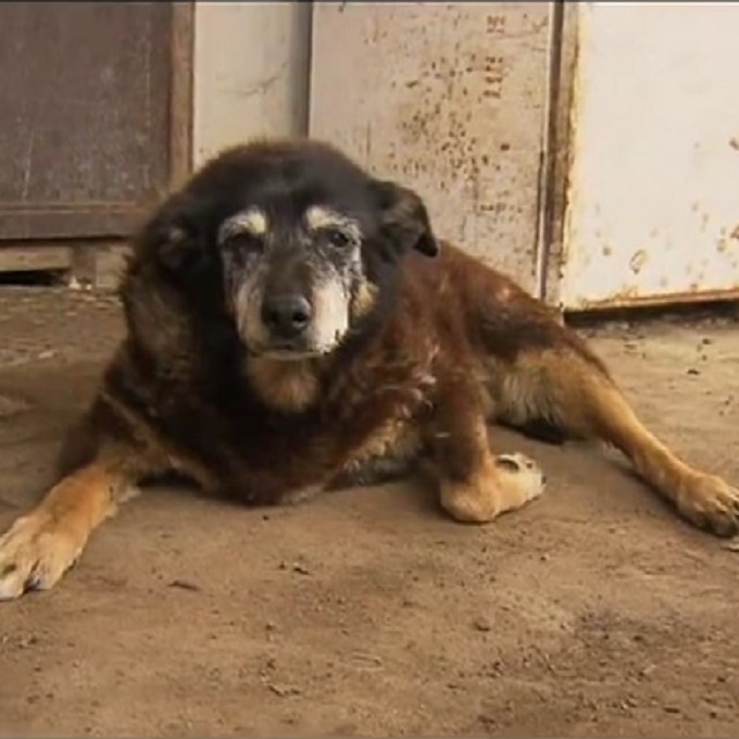 World’s Oldest Dog Dies Peacefully At Age 30