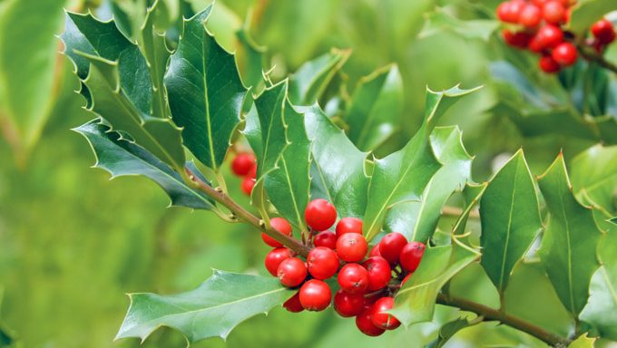 Mistletoe & Holly Are Toxic