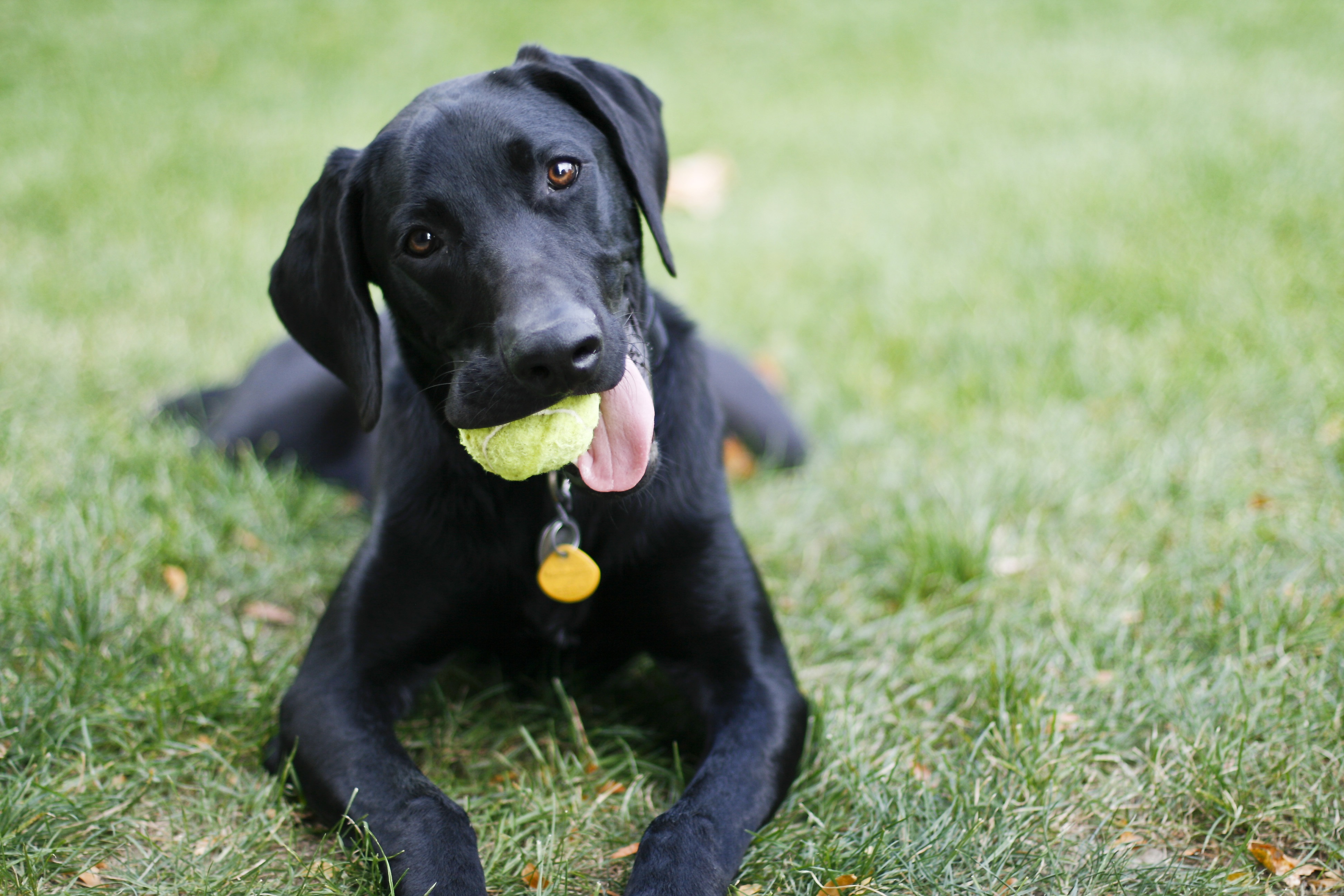 Labmaraner Mixed Dog Breed Pictures