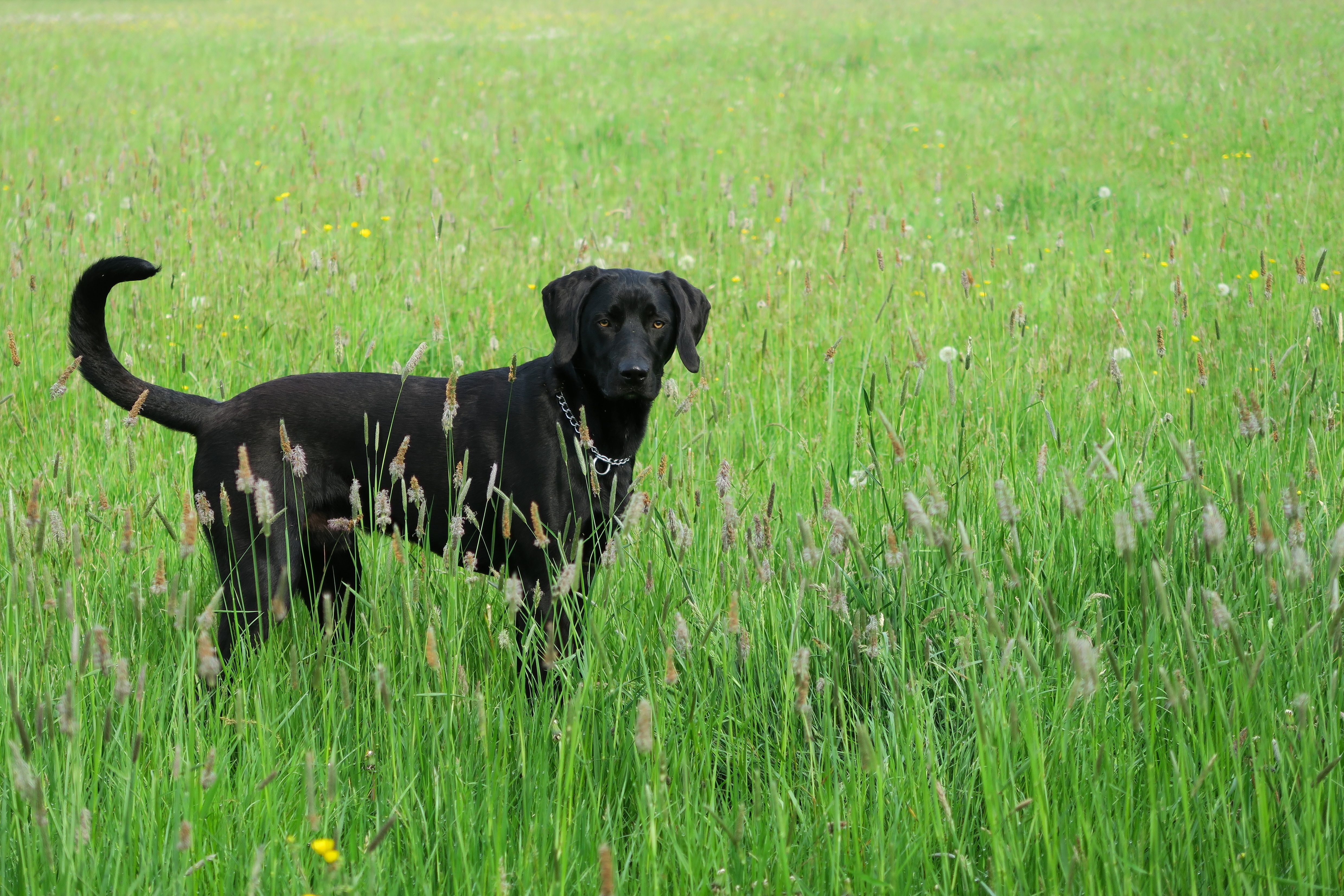 Labmaraner Mixed Dog Breed Pictures