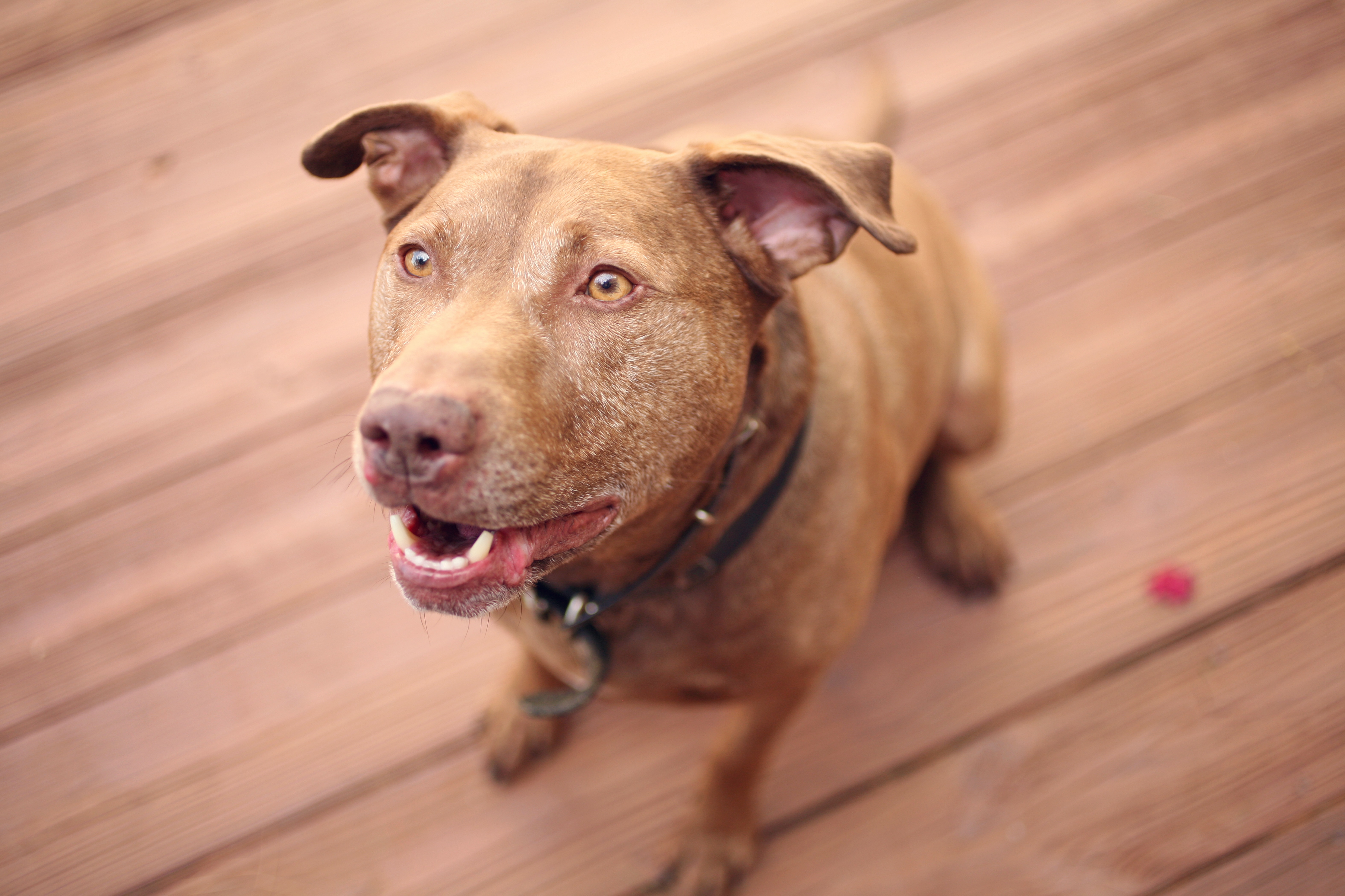 Labrabull Mixed Dog Breed Pictures