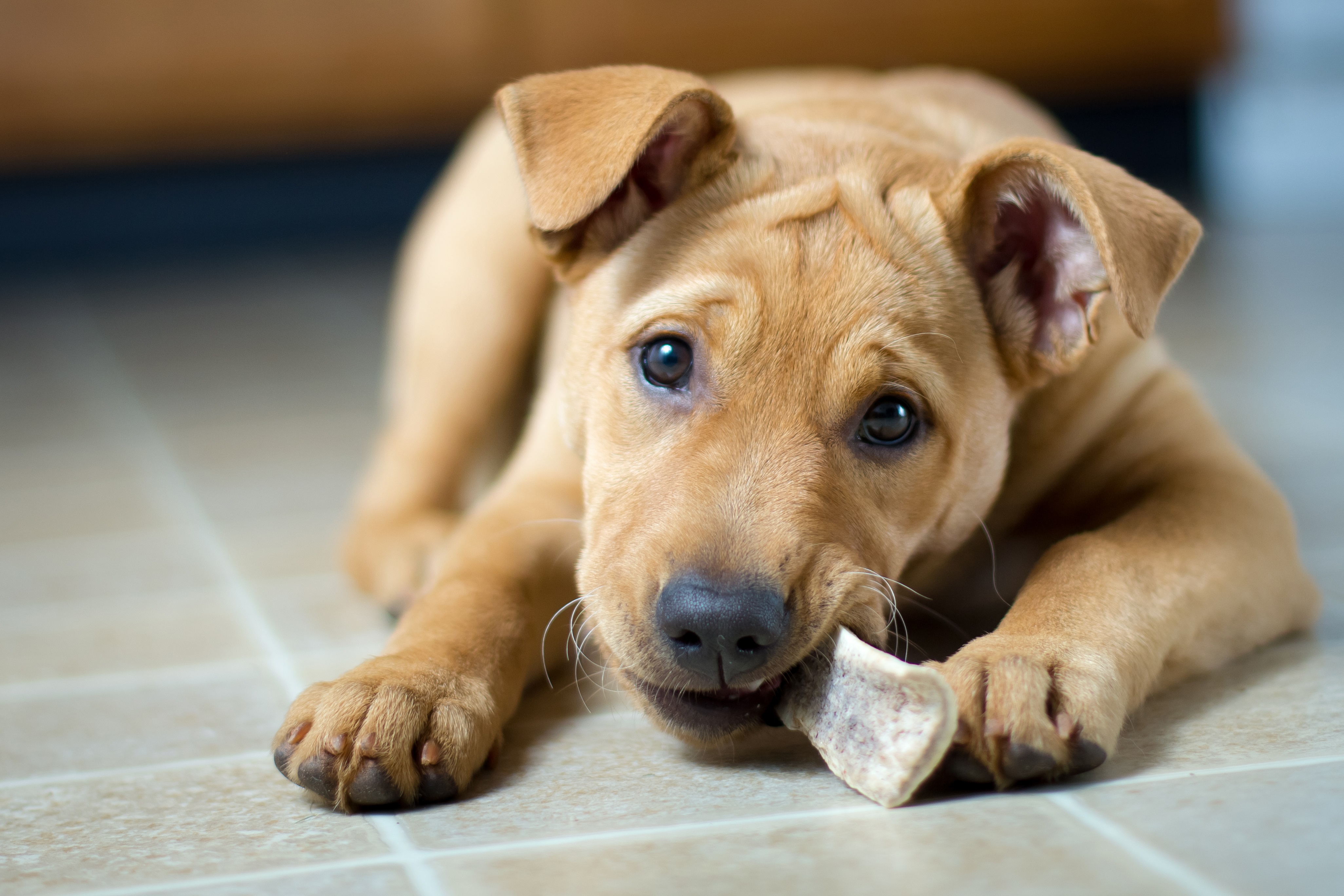 Labrabull Mixed Dog Breed Pictures