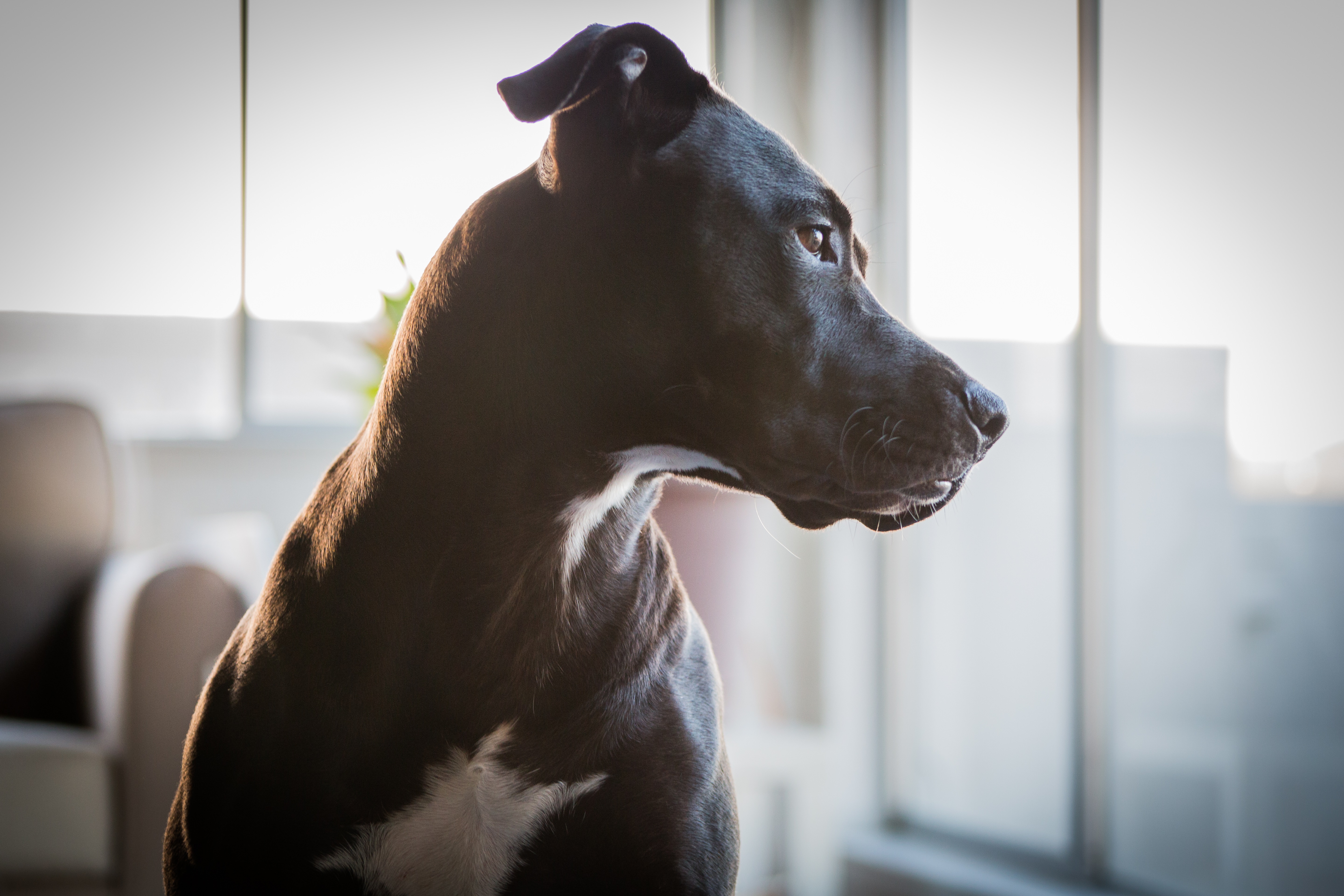 Labrabull Mixed Dog Breed Pictures