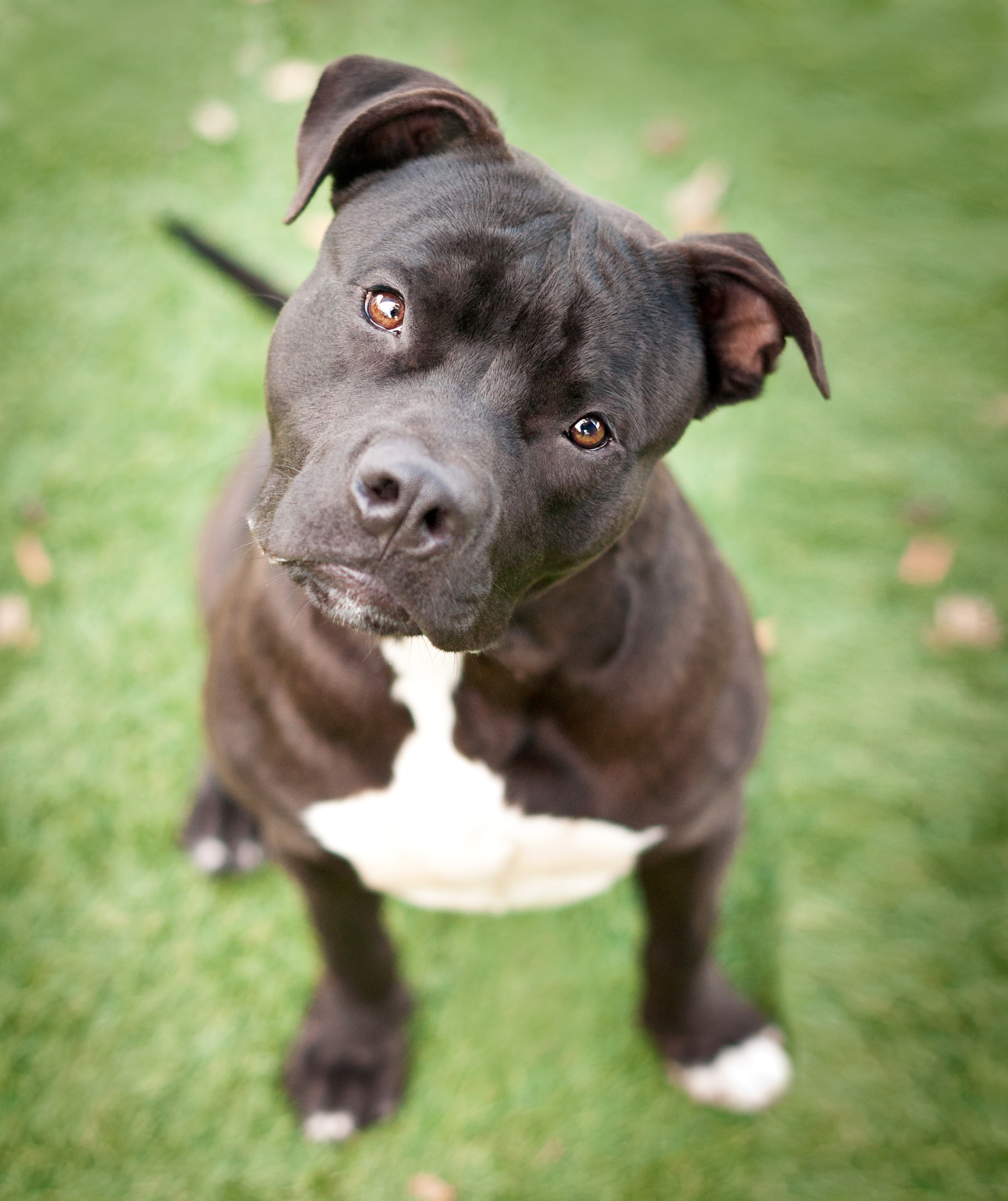 Labrabull Mixed Dog Breed Pictures