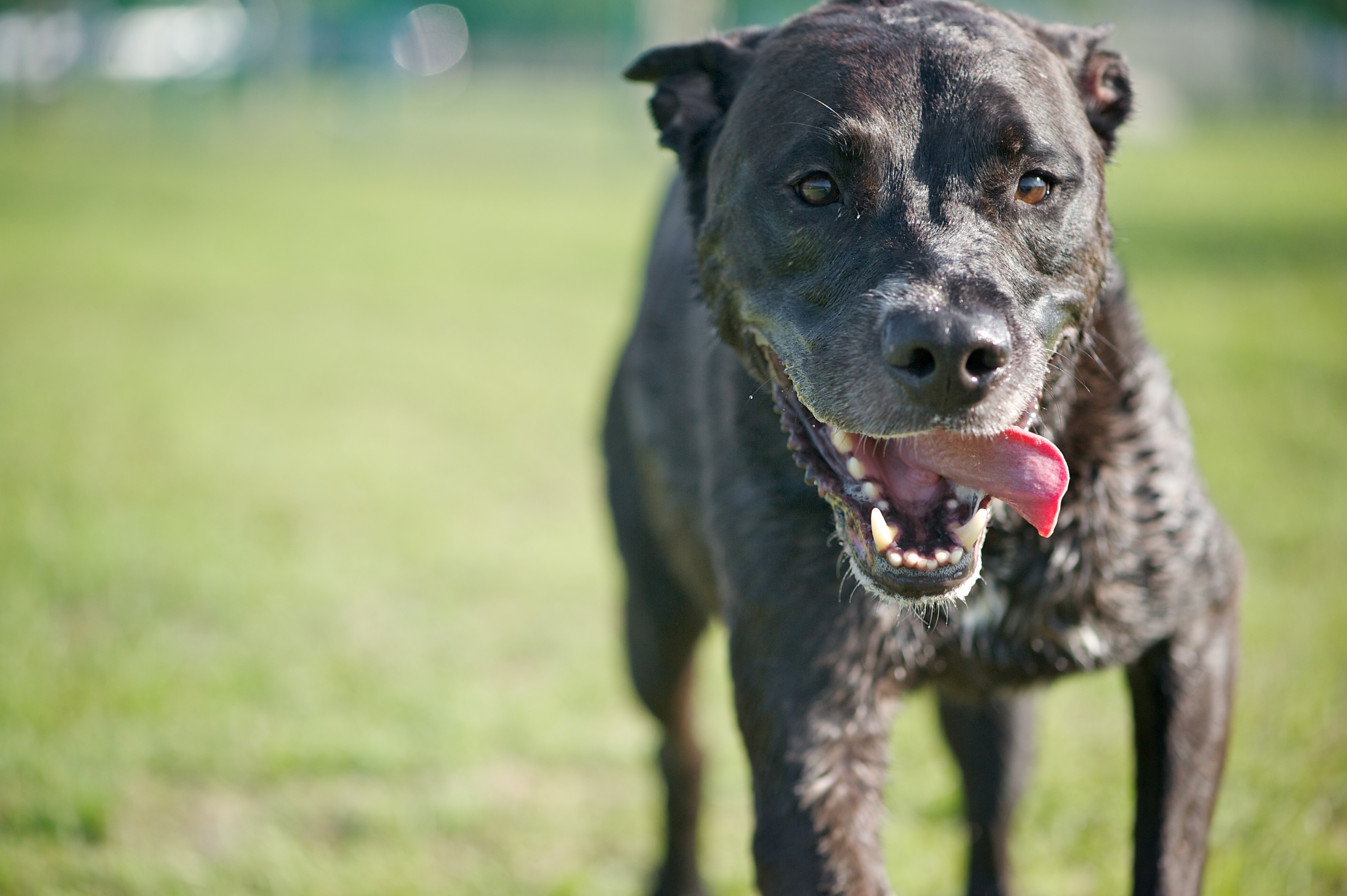 Labrabull Mixed Dog Breed Pictures