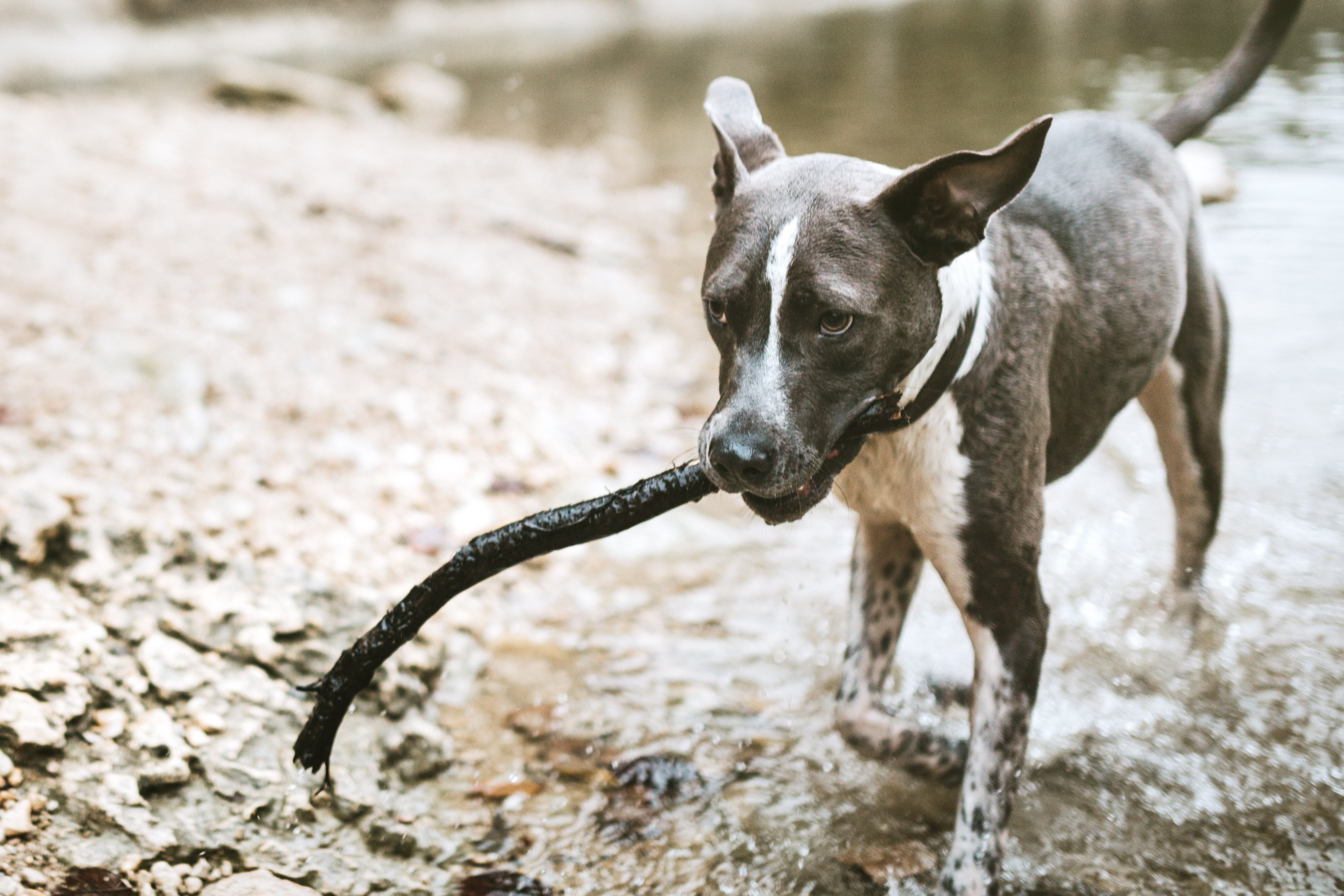 Labrabull Mixed Dog Breed Pictures