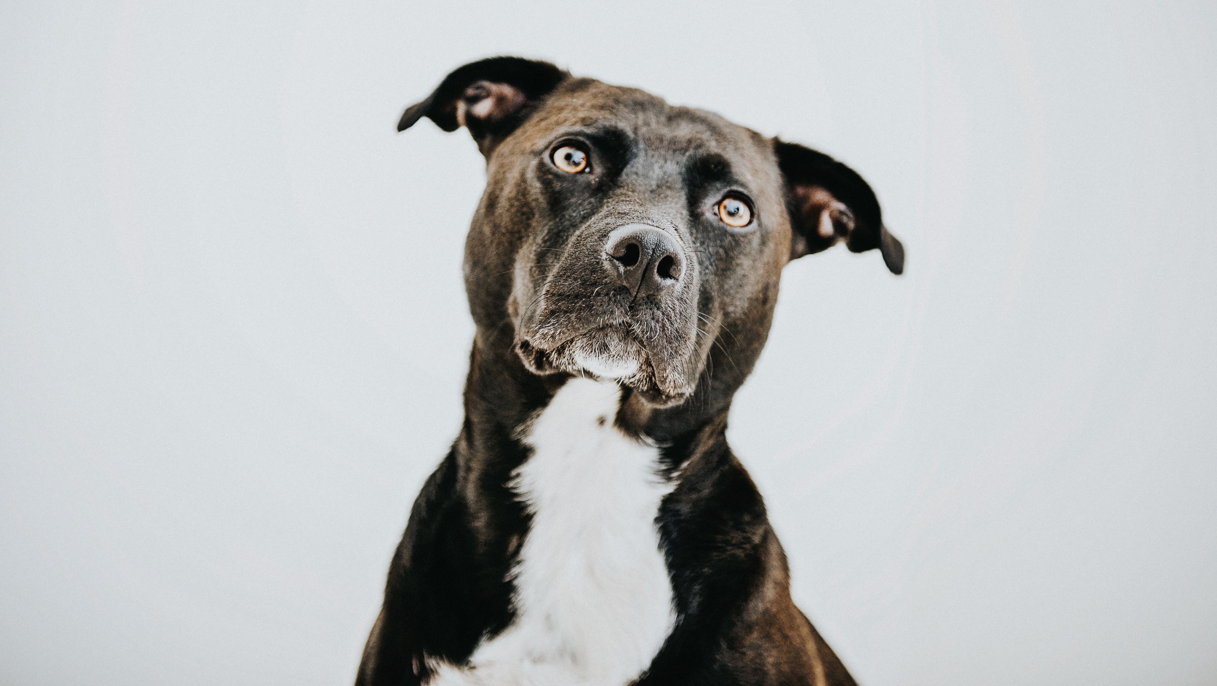 Labrastaff Mixed Dog Breed Pictures