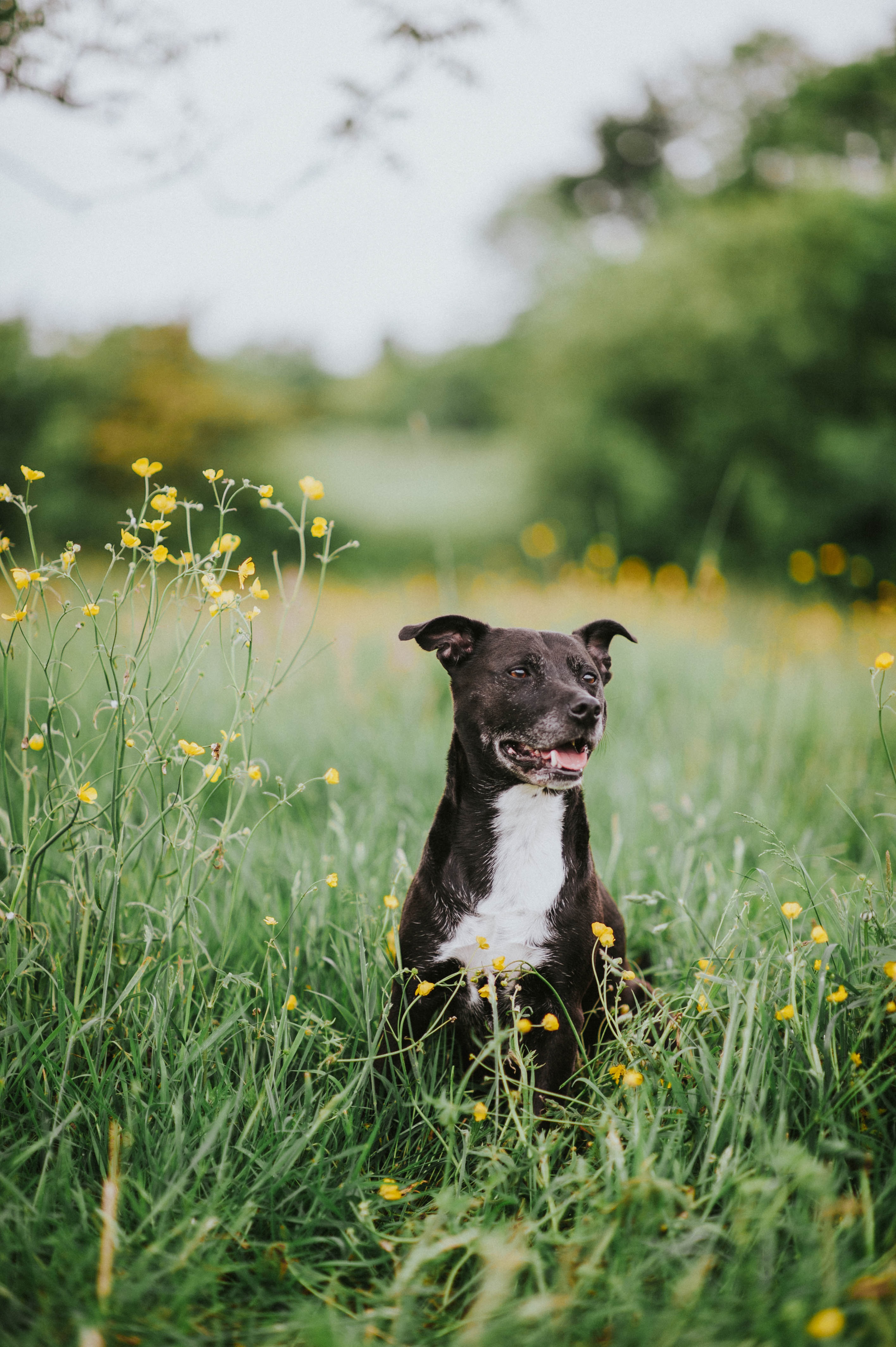 Labrastaff Mixed Dog Breed Pictures