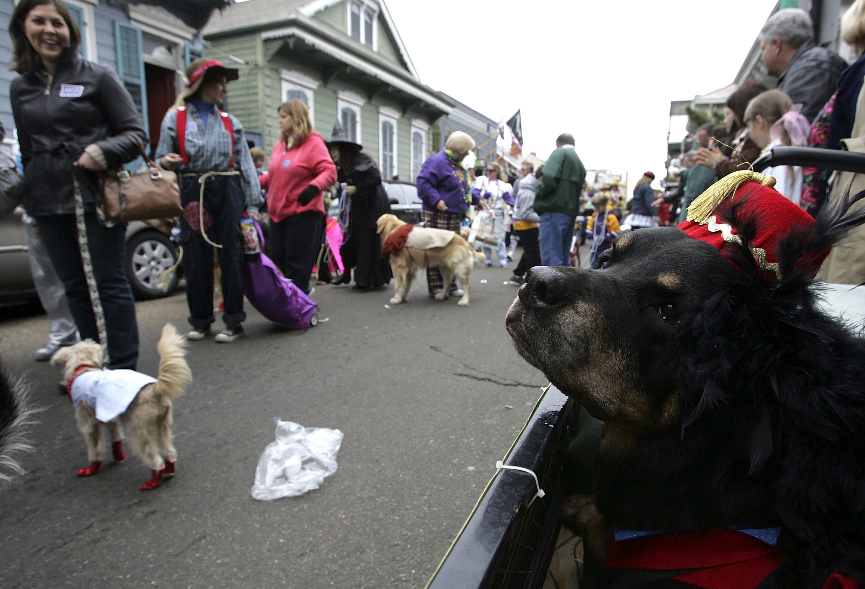 Mardi Gras Dogs!