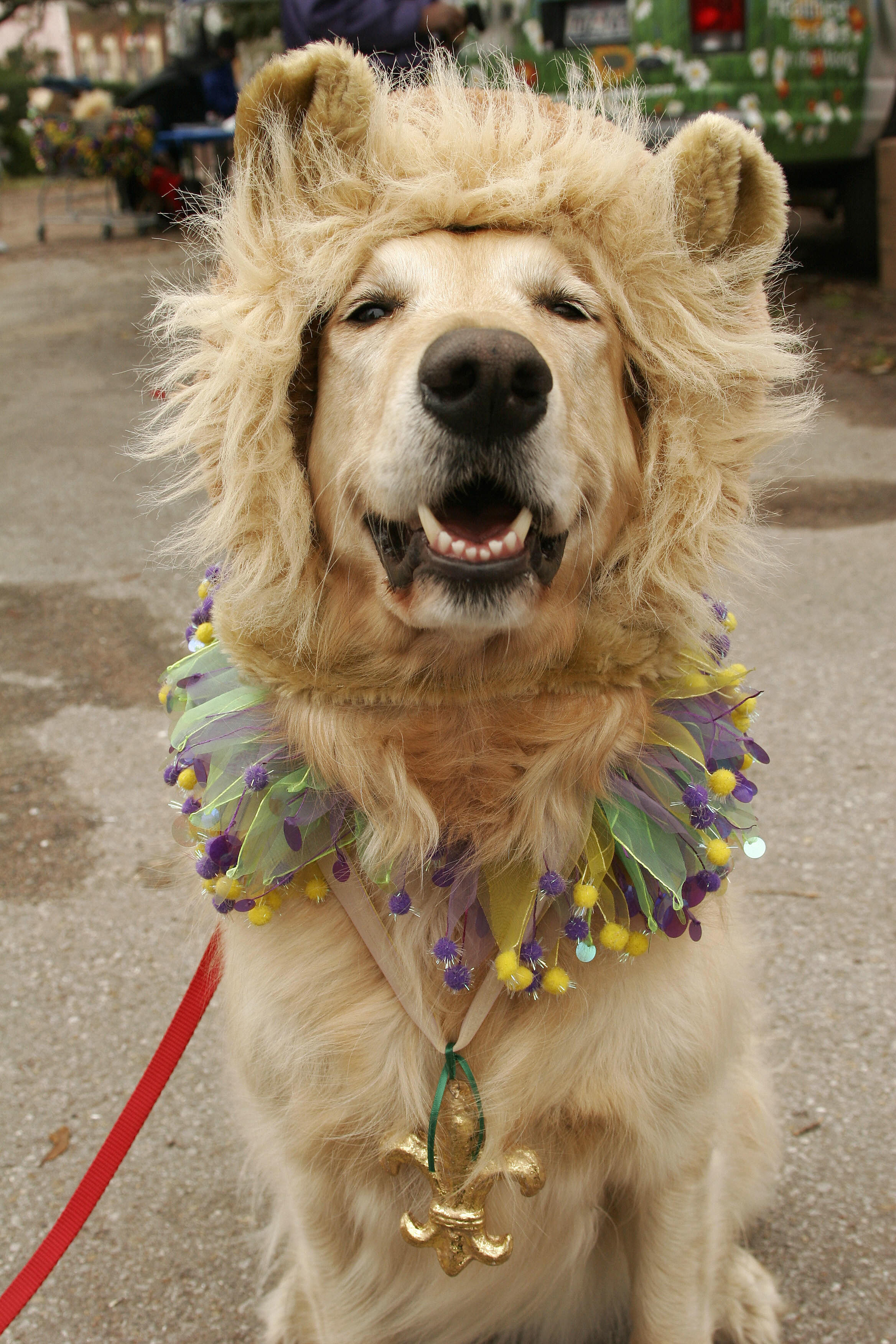 Mardi Gras Dogs!