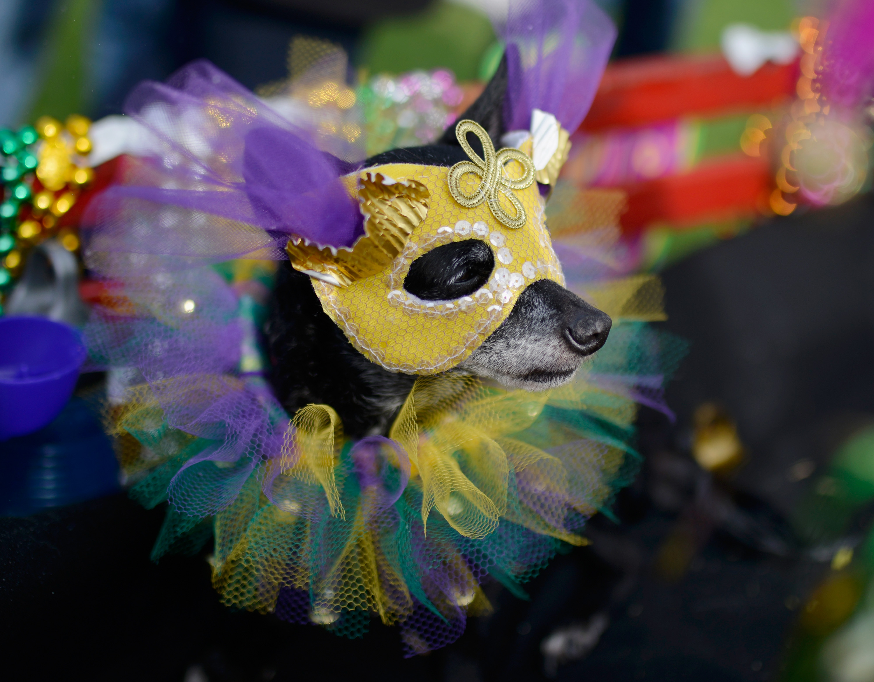 Mardi Gras Dogs!