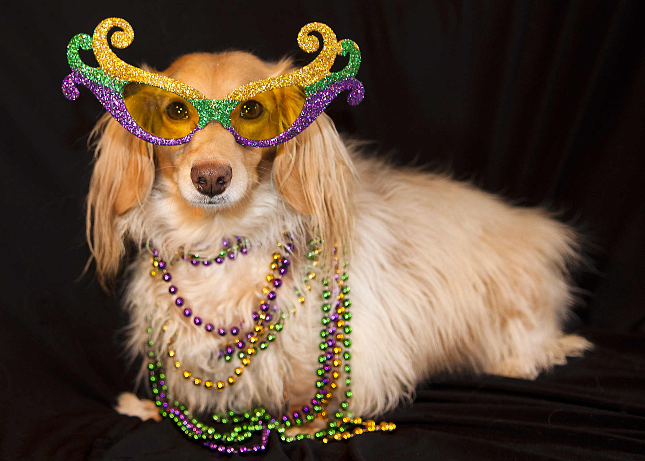 Mardi Gras Dogs!