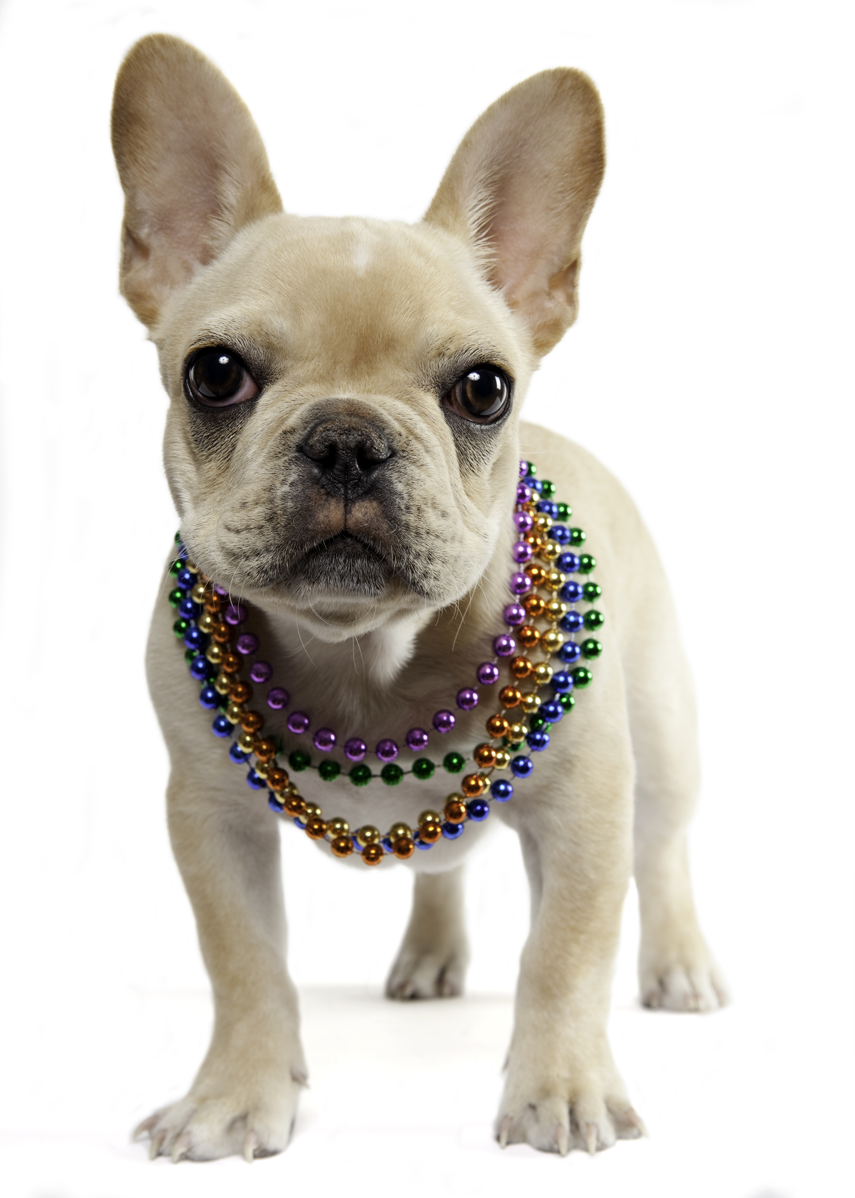 Mardi Gras Dogs!