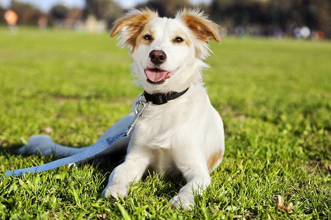 The dog park is my favorite!