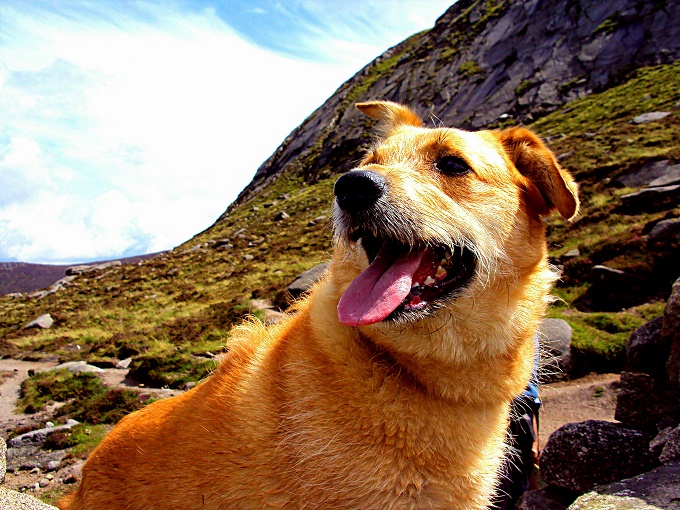 I declare this Mutt Mountain!