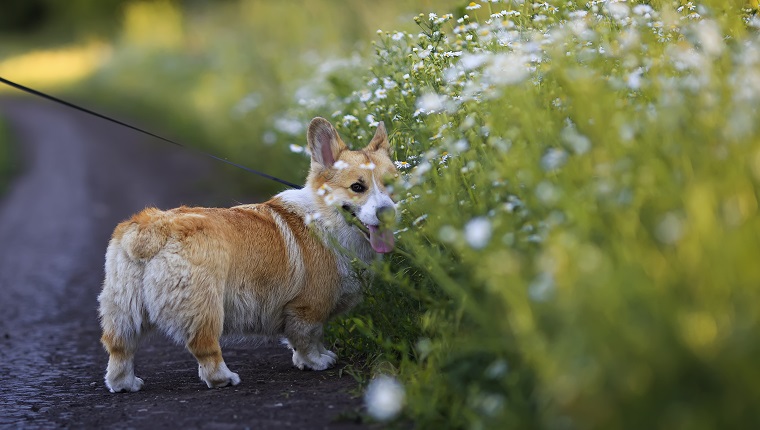 Fairy Riders And The Corgi's Saddle Marks