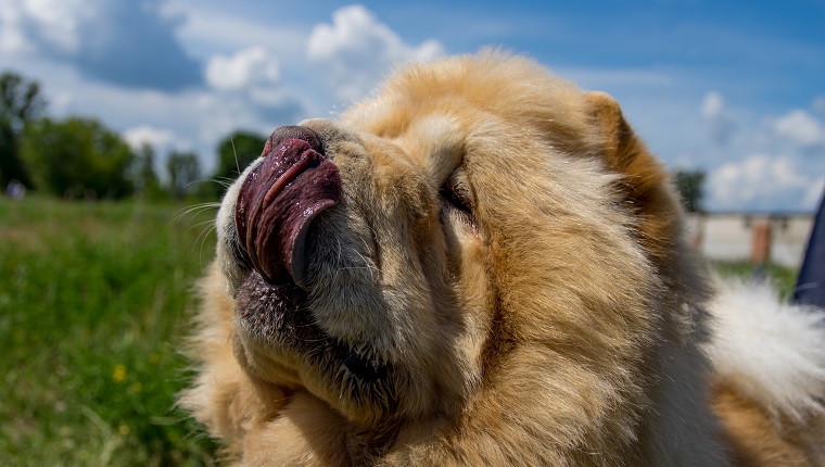 Tasting The Sky With The Chow Chow's Blue Tongue