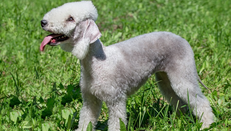 Gypsy Travelers And The Bedlington Terrier's Hunting Ability