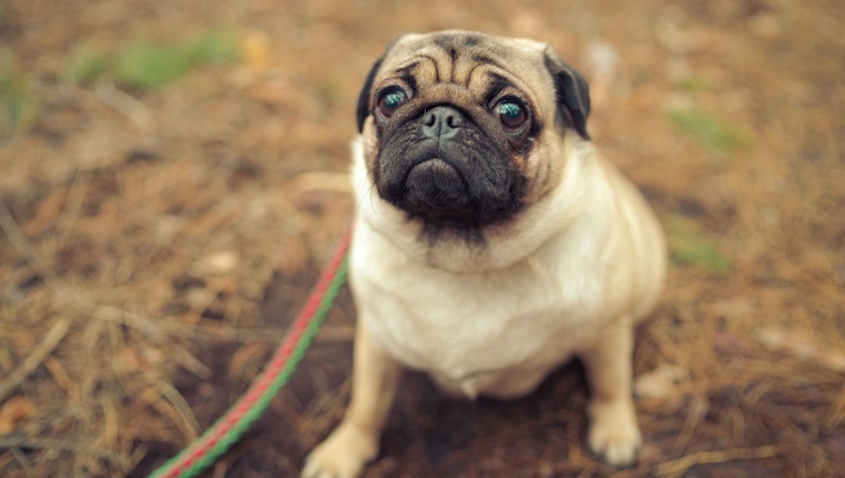 Chinese Writing In The Pug's Wrinkles