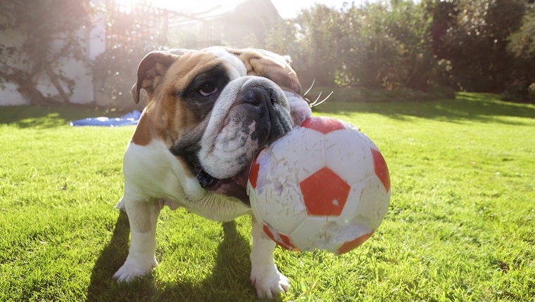 Deflated Footballs, Soccer Balls, Or Basketballs