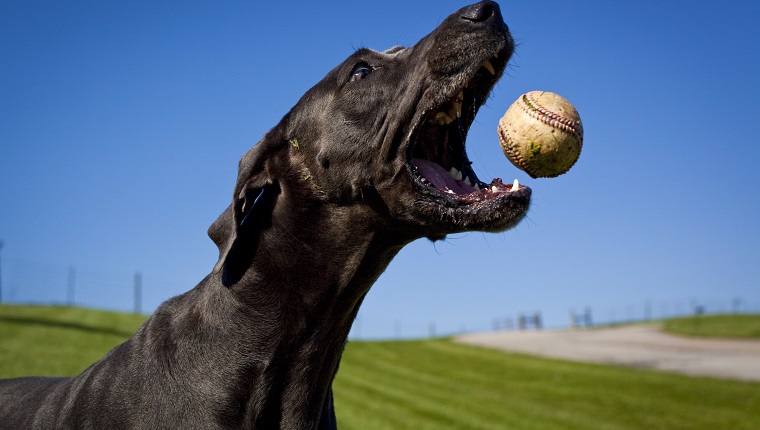 Used Frisbees, Baseballs, And Tennis Balls