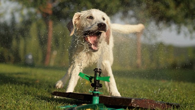 Sprinkler Games