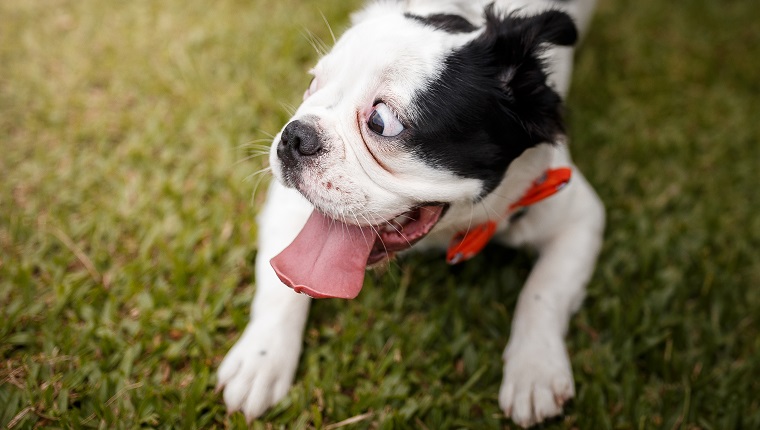 A Stressed Dog