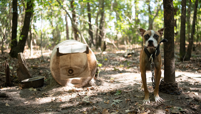 Dogs Rescued from Dogfighting Ring