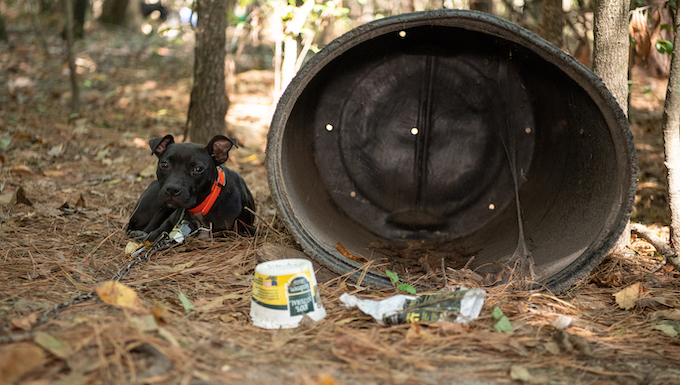 Dogs Rescued from Dogfighting Ring