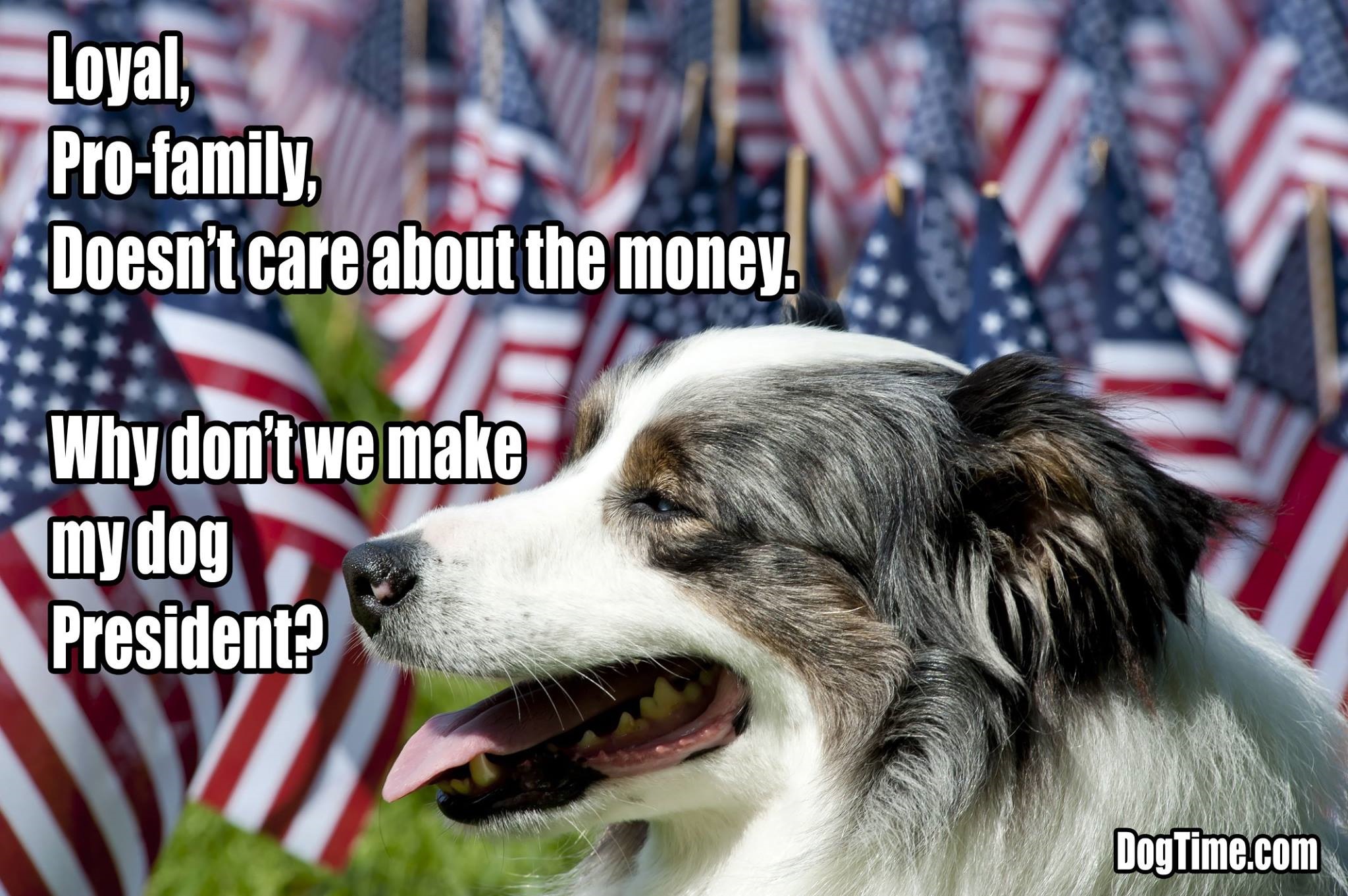 Dog For President