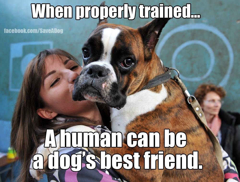 A Dog's Best Friend