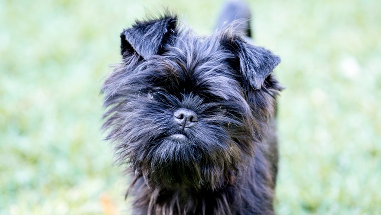 Affenpinscher