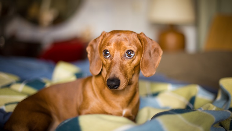 Dachshund